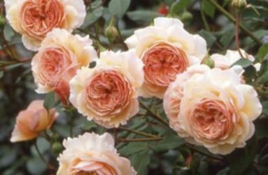 David Austin English Roses