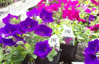 Proven Winners Annuals