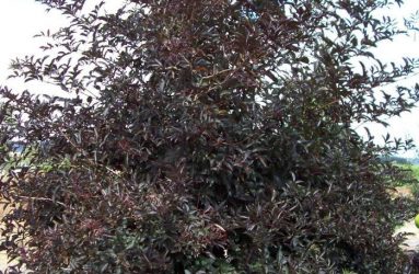 Exciting NEW Shrub and Tree Introductions